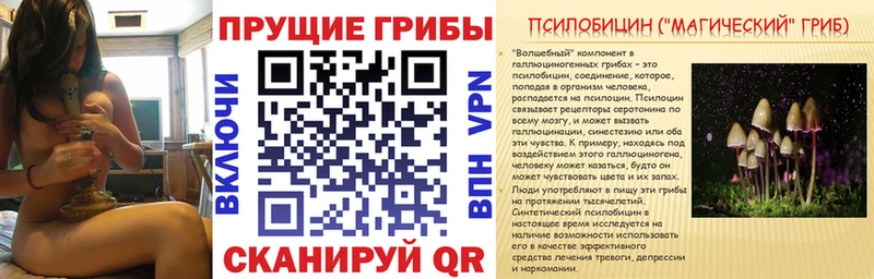 Псилоцибиновые грибы Cubensis  мориарти наркотические препараты  Дыгулыбгей  цены наркотик 